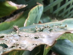 Brachycyttarus griseus