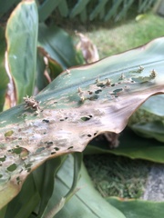 Brachycyttarus griseus