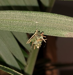 Brachycyttarus griseus