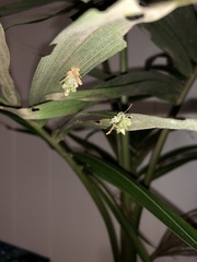 Brachycyttarus griseus