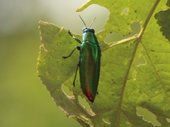 Chrysochroa fulminans