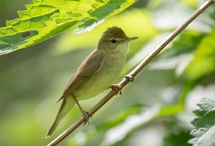 Acrocephalus dumetorum