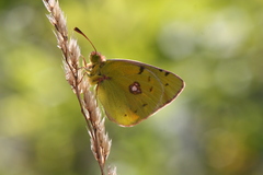 Colias caucasica balcanica