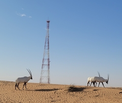 Oryx leucoryx