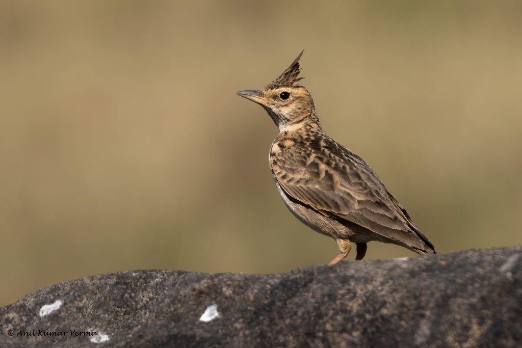 Malabar Lark (Galerida malabarica) photo