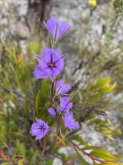 Thysanotus