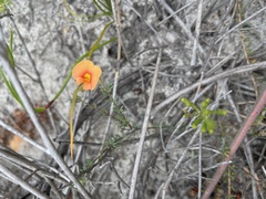 Gompholobium ecostatum