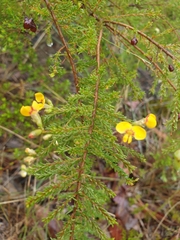 Dillwynia phylicoides