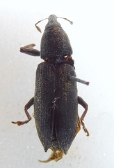 Lixus acicularis