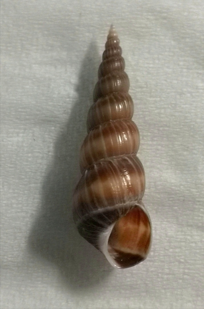 Acrilla acuminata