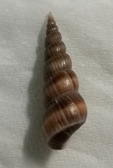 Acrilla acuminata