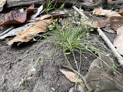 Isolepis levynsiana