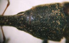 Lixus acicularis