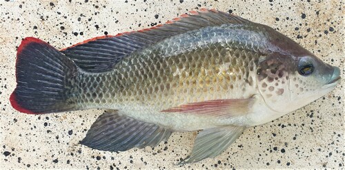 African mouthbrooder (Oreochromis mossambicus) — Cichlidae — 2