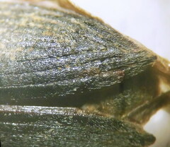 Lixus acicularis