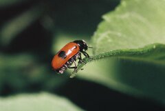 Clytra quadripunctata