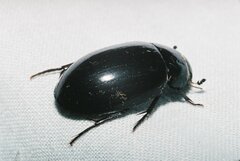 Hydrochara caraboides