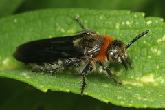 Campsomeriella