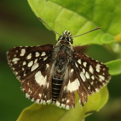 Carcharodina
