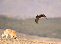 Circus aeruginosus