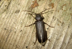 Arhopalus rusticus
