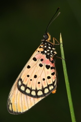Acraea natalica