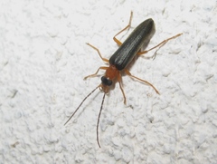 Nacerdes gracilis gracilis