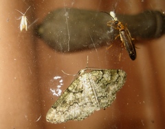 Nacerdes carniolica