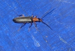 Nacerdes gracilis gracilis