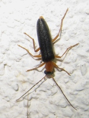 Nacerdes gracilis gracilis