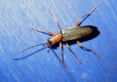 Nacerdes gracilis gracilis