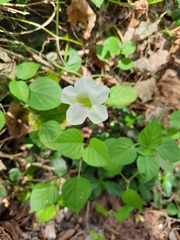 Asystasia gangetica gangetica