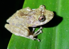 Craugastor cyanochthebius