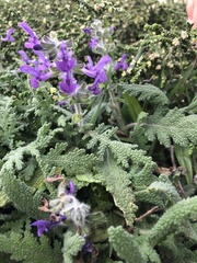 Salvia lanigera