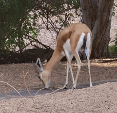 Gazella dorcas