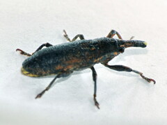 Lixus punctiventris