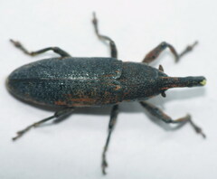 Lixus punctiventris