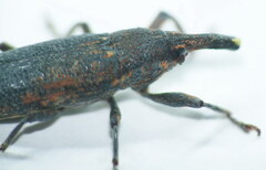 Lixus punctiventris