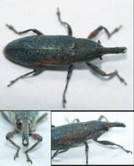 Lixus punctiventris