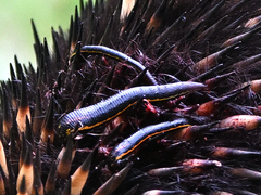 Richardsonianus australis