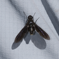 Anthrax aterrimus
