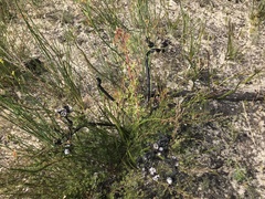 Isopogon ceratophyllus