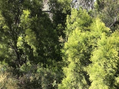 Exocarpos cupressiformis