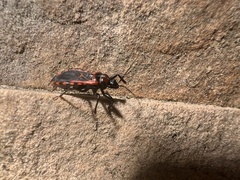 Reduviidae