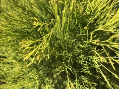 Exocarpos cupressiformis