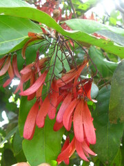 Dipterocarpus