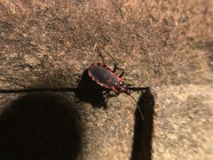 Reduviidae