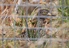 Burhinus capensis capensis