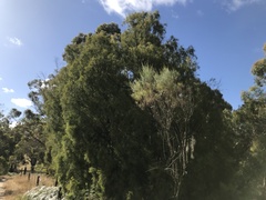 Exocarpos cupressiformis