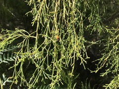 Exocarpos cupressiformis